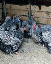 The history of Silver Laced Wyandottes in the UK11