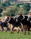 Bluetongue Movements Checker tool launched0