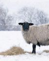 Taking the first steps in smallholding2