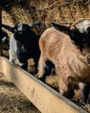 The Joyful Chaos of Baby Goats5
