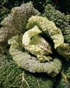 The bountiful brassica is versatile and generous21