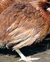 How to recognise and control internal parasites16