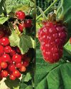 Preserving Fruit as a leather provides tasty fruit snacks all year round4