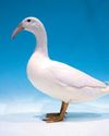 Consider keeping one of sixteen breeds of British rare breed ducks17