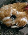 Are we seeing the end of male chick culling in the UK?15