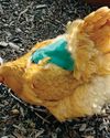Poultry slaughter is an important subject for smallholders19