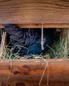 Egg binding- a backlog18