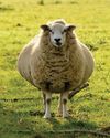 Farmers voices wanted in vet-led ewe vaginal prolapse study7