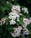You can make your new hedge edible as well as wildlife friendly2