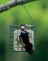 Helping birds in a changing climate20