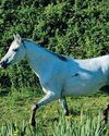 Our native ponies are admired worldwide but how are they doing?11