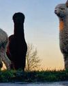 Inside the world of a busy alpaca stud7