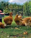 What Do You Need to Start Keeping Chickens14