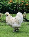 Natural Pest Control Agents18