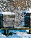 Final Preparations for winter in your apiary24