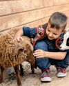 Title Feeding pet goats and sheep this autumn9