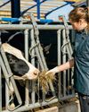 Successful birthing for cows starts well before the pregnancy29