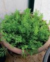 Bite-size Carrots for Christmas?22