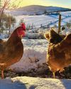 Keep your flock cosy and the chill at bay in winter months with these top tips16