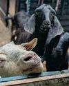 What makes a goat, The GOAT?10