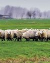 Up to the moment advice on preventing Liver Fluke30