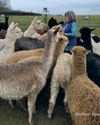 Meet Millburn Alpacas where the fleece is turned into home-spun yarn33