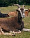 Are Goats Right for You?12