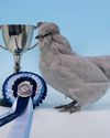 Possible poultry shows on the horizon23
