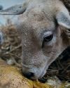 Lambing List now open for delivery1