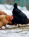 Winter livestock feeding: how to manage different animals on a smallholding14