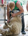 British Wool reports sharpest price increase in a decade4