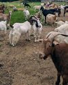 The Country Smallholder