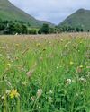 The Country Smallholder