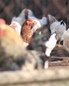 The Country Smallholder