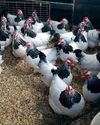 The Country Smallholder