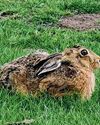News from a leading alpaca farm News from a leading alpaca farm10
