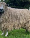 In praise of Britain's amazing native sheep breeds In praise of Britain's amazing native sheep breeds4