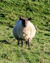 The Country Smallholder