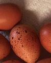 The Country Smallholder