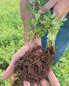 The Country Smallholder