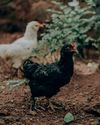 The Country Smallholder