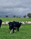 The Country Smallholder