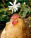 The Country Smallholder