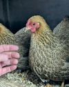 The Country Smallholder