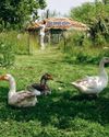 The Country Smallholder