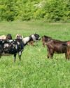 Making sure you put enough nutrition into your dairy goat to support her milk production12