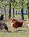The hidden world of poultry18