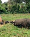 The Country Smallholder