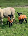 More about Colostrum10