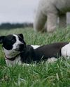 Unlimited fines for dog attacks on farm animals1